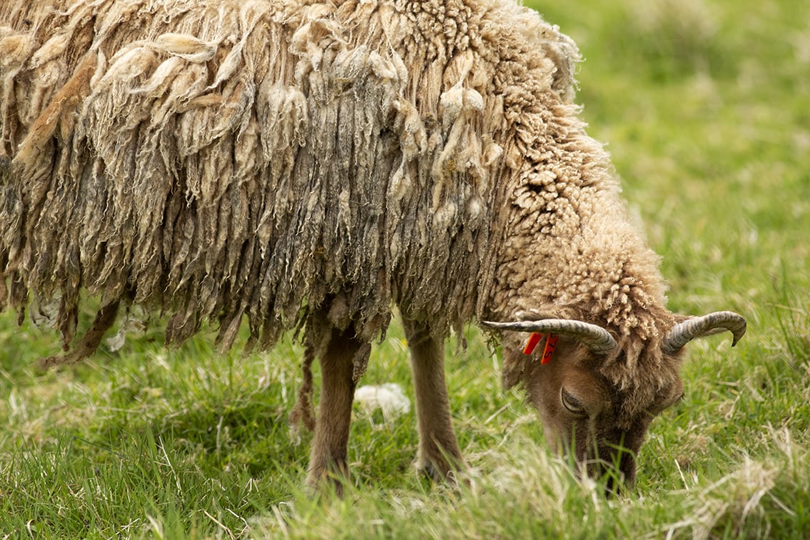 Soay Sheep