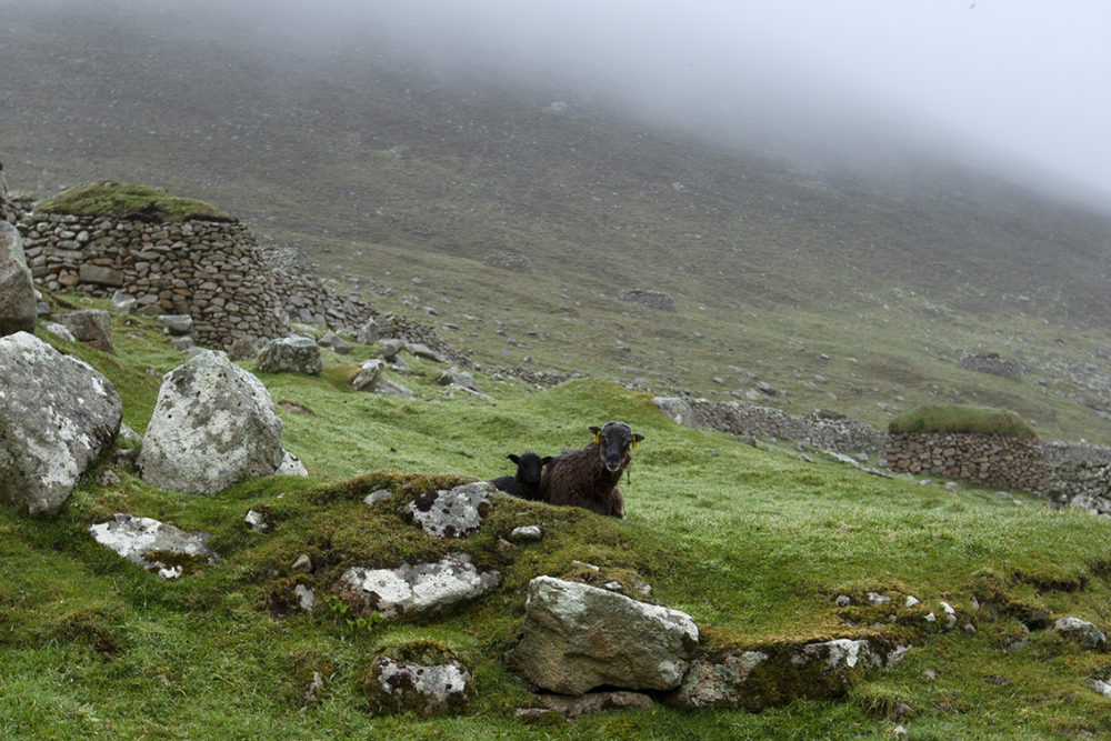 Soay Sheep