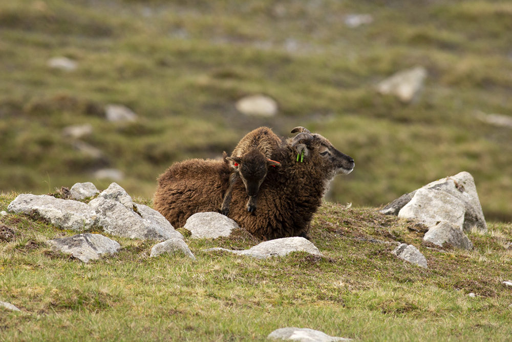 Soay Sheep