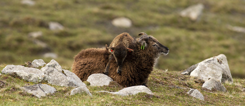 Soay Sheep