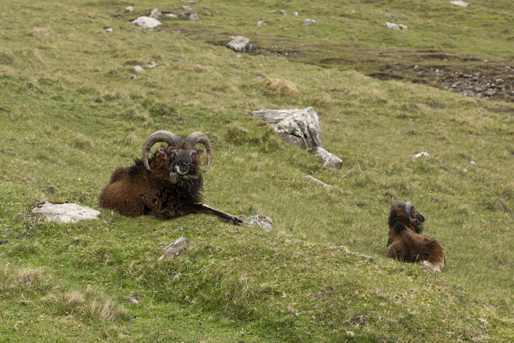 Soay Rams