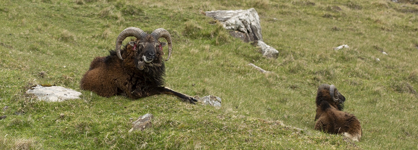 Soay Rams