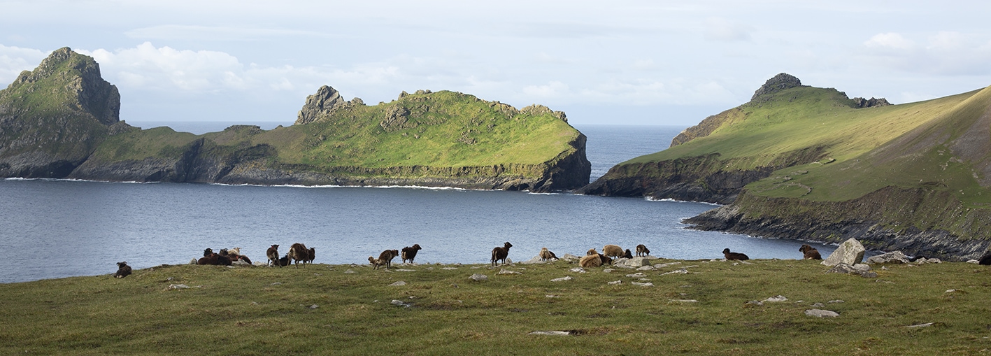 Soay Sheep