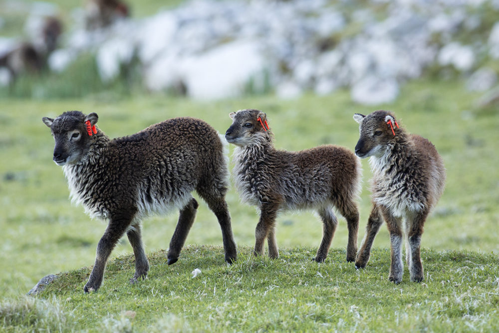 Soay Lambs