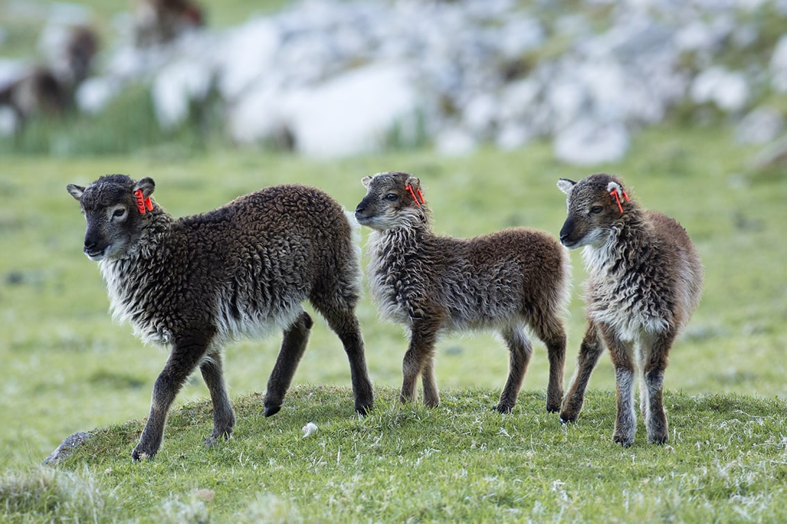 Soay Lambs