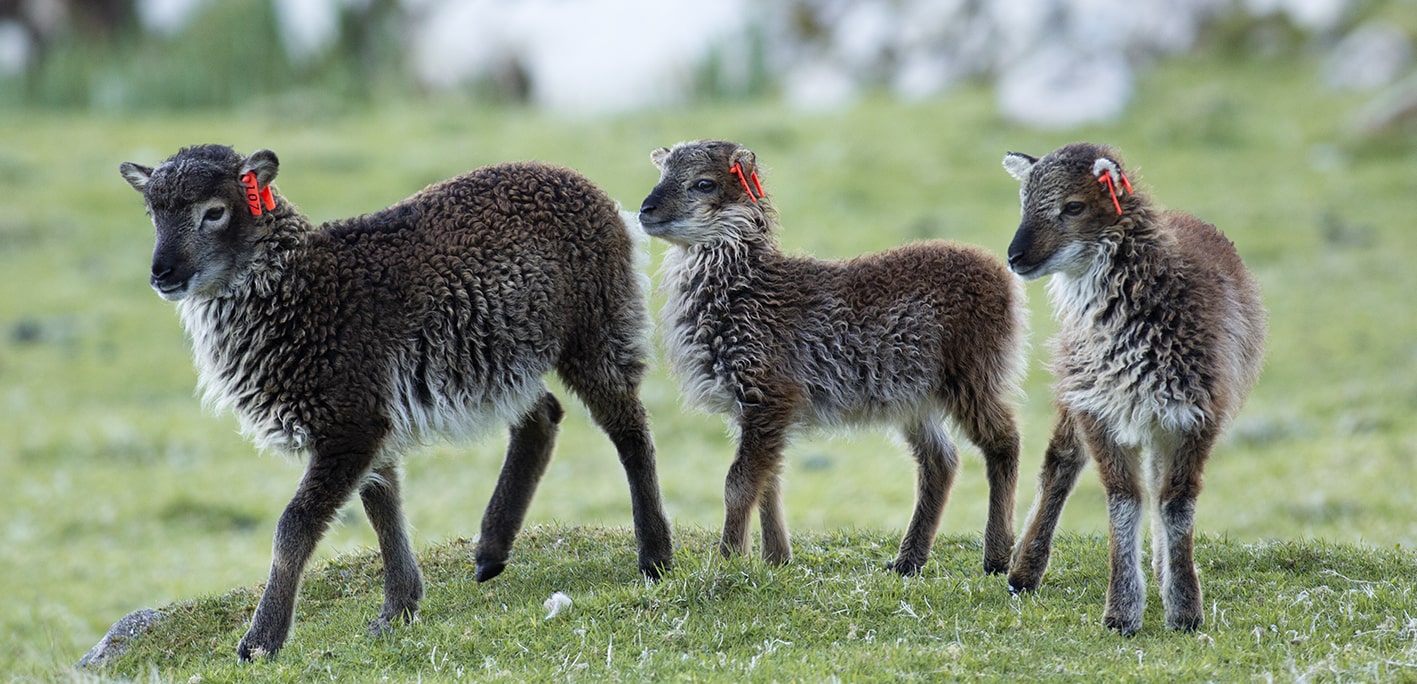 Soay Lambs