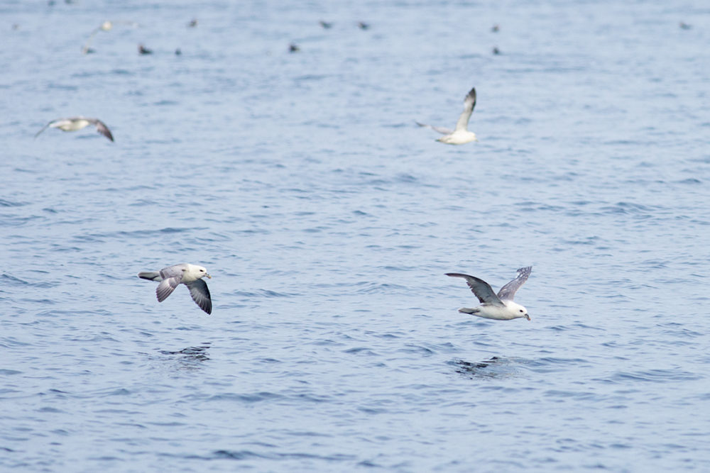 Fulmar on the wing over Village Bay in St Kilda