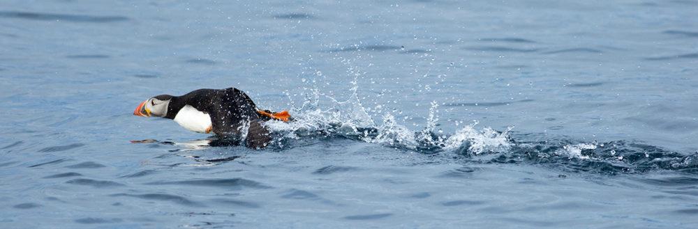 Puffin in Village Bay at St Kilda