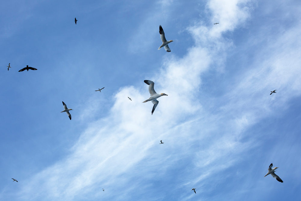 Gannets in the sky above St Kilda