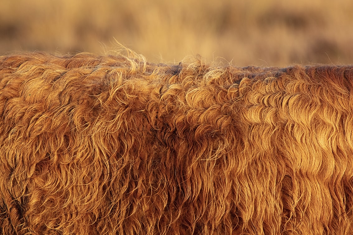 Highland cows