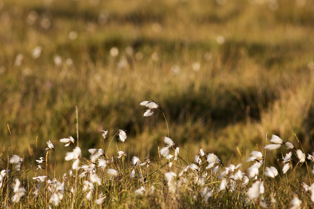 Croft in summer