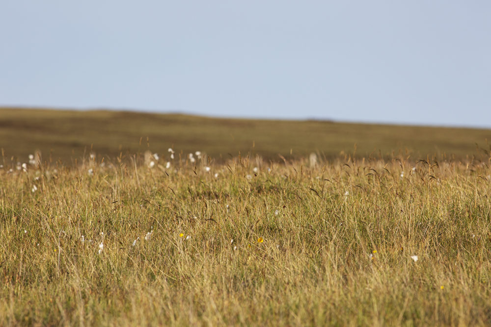 Croft in summer