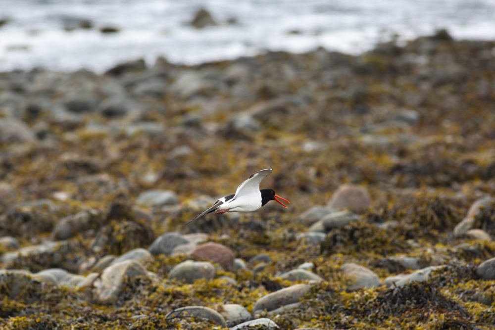 Oystercatcher on the wing