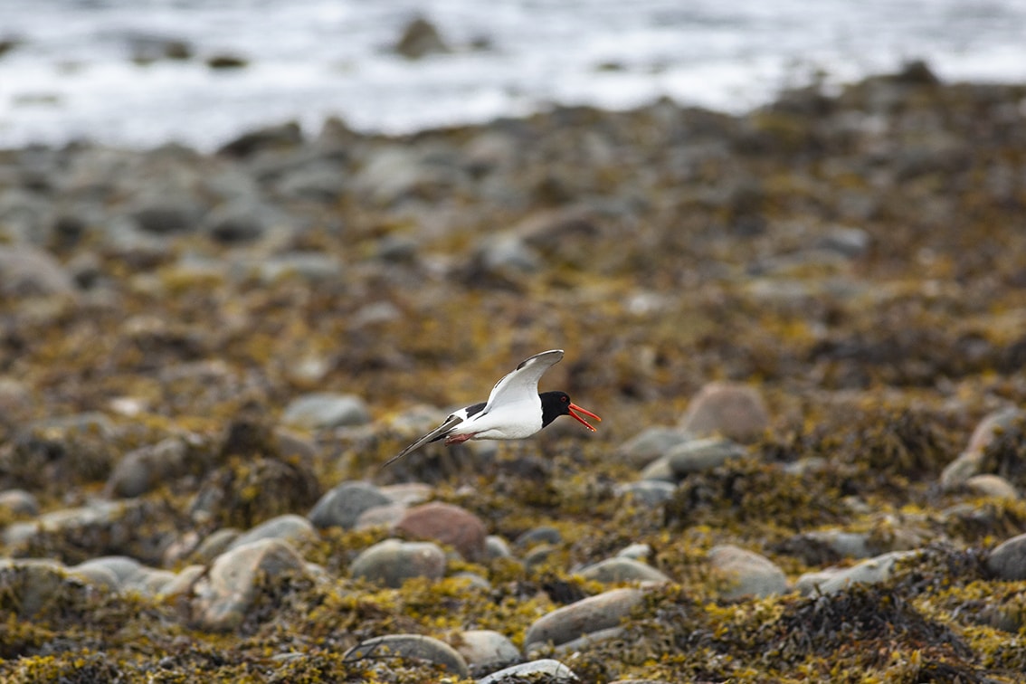 Oystercatcher on the wing