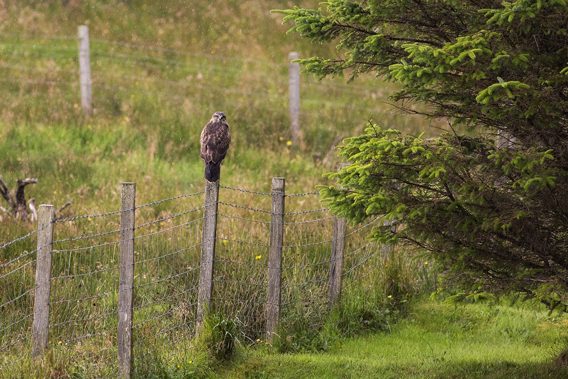 Buzzard on the croft