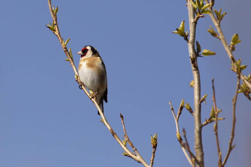 Goldfinch in the garden