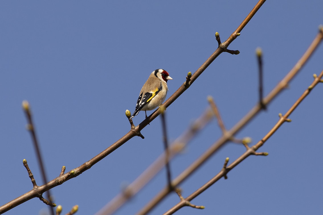 Goldfinch in the garden