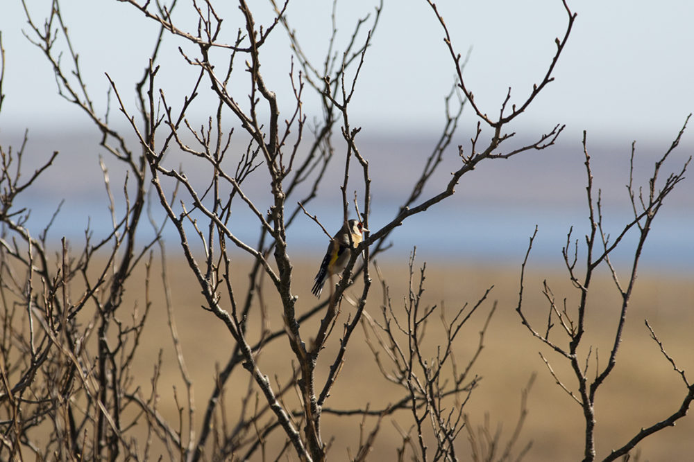 Goldfinch in the garden