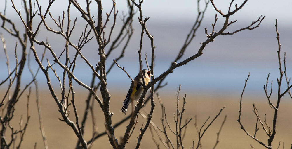Goldfinch in the garden