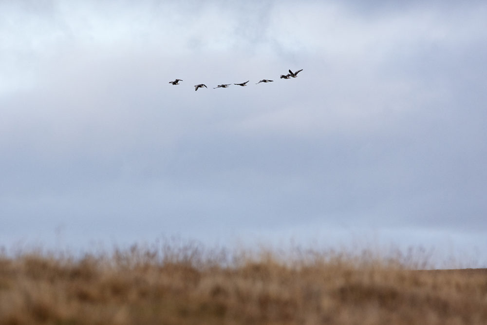 Geese over the croft