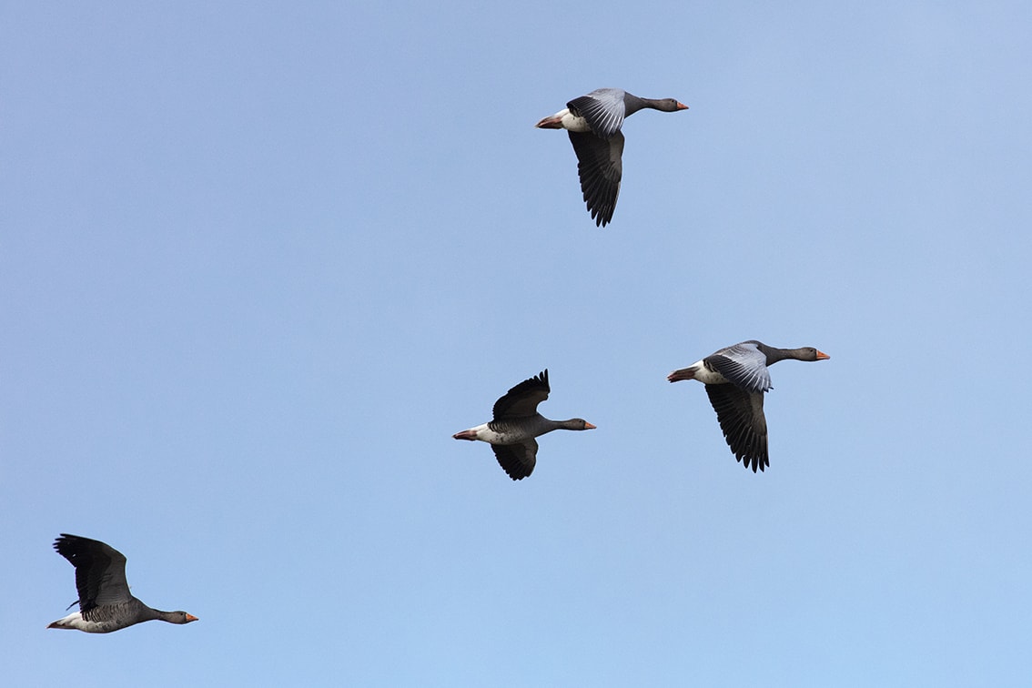 Geese over the croft