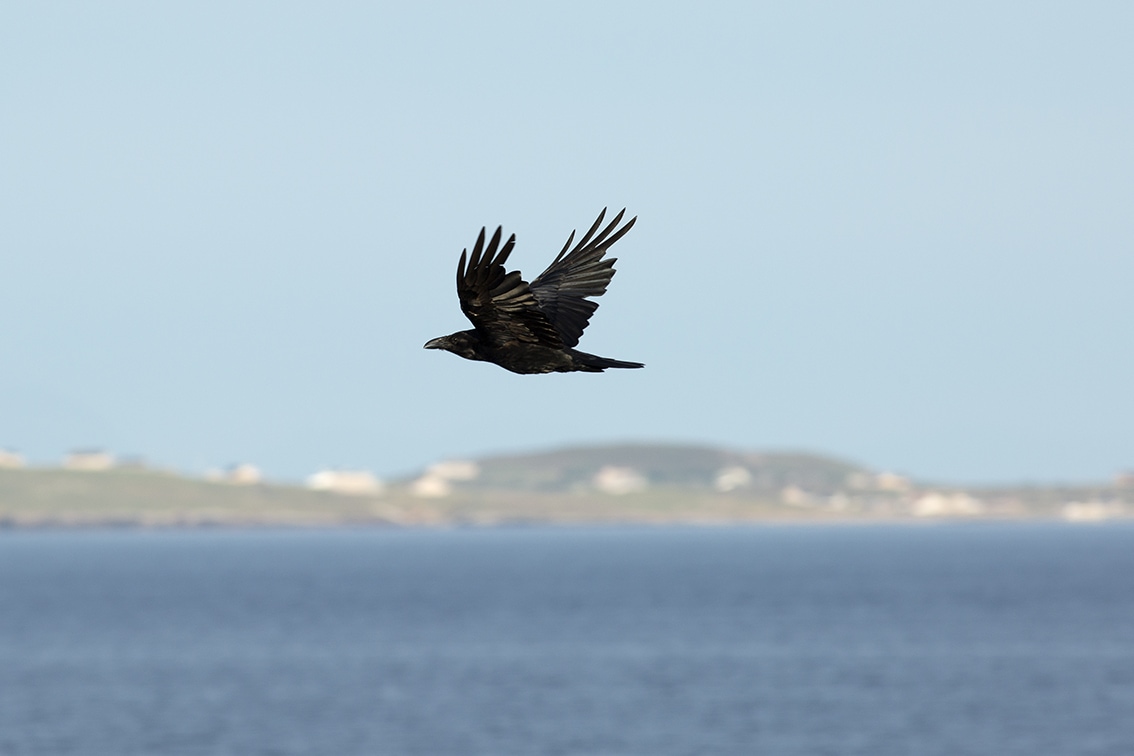 Raven at the foot of the croft