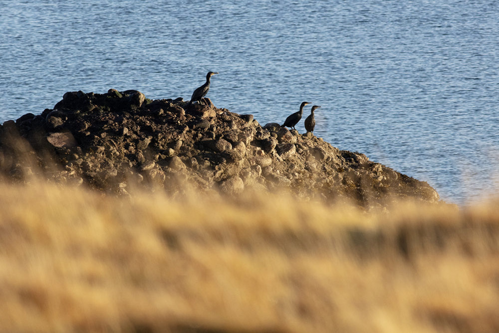 Shags on the shoreline