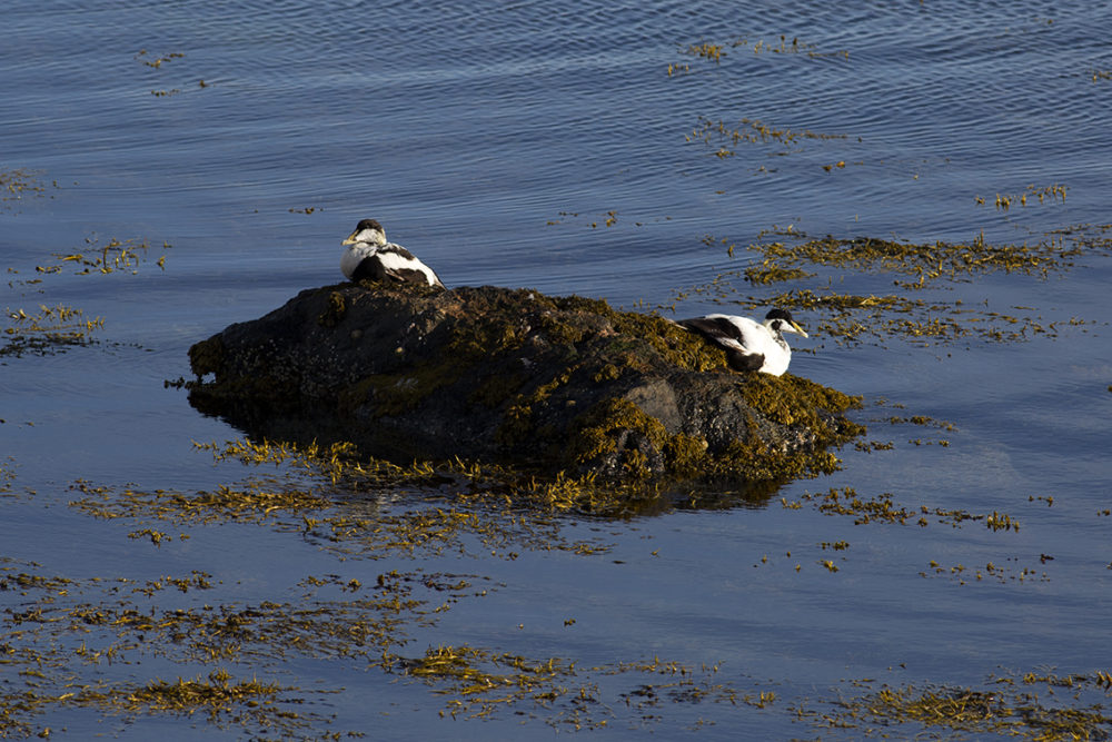 Eider Ducks on the shoreline