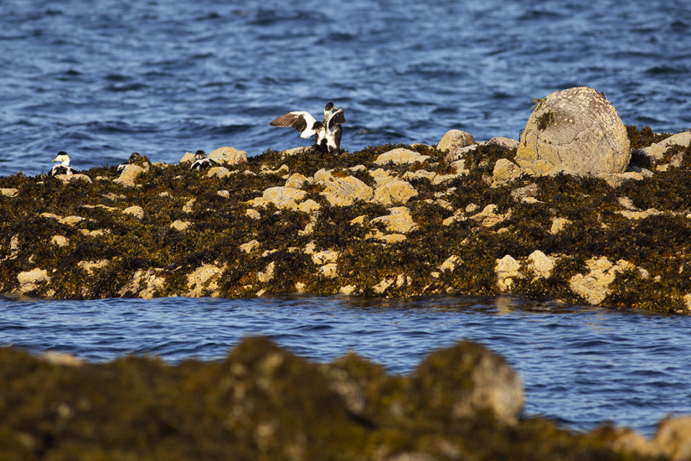 Eider Ducks on the shoreline