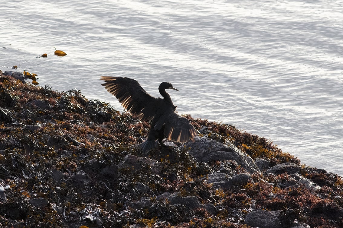 Shags on the shoreline