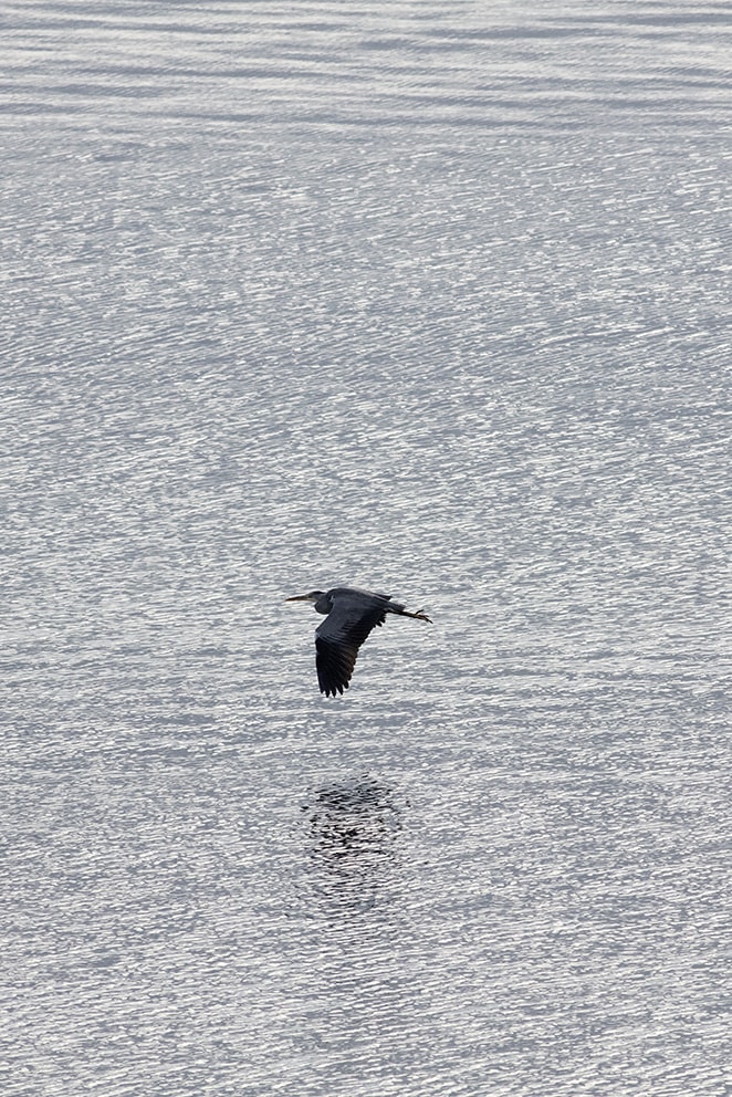 Heron over the shoreline