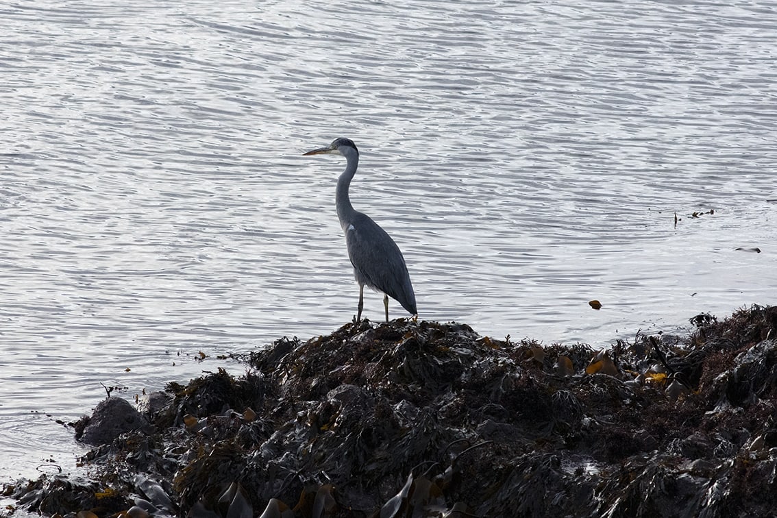 Heron on the shoreline