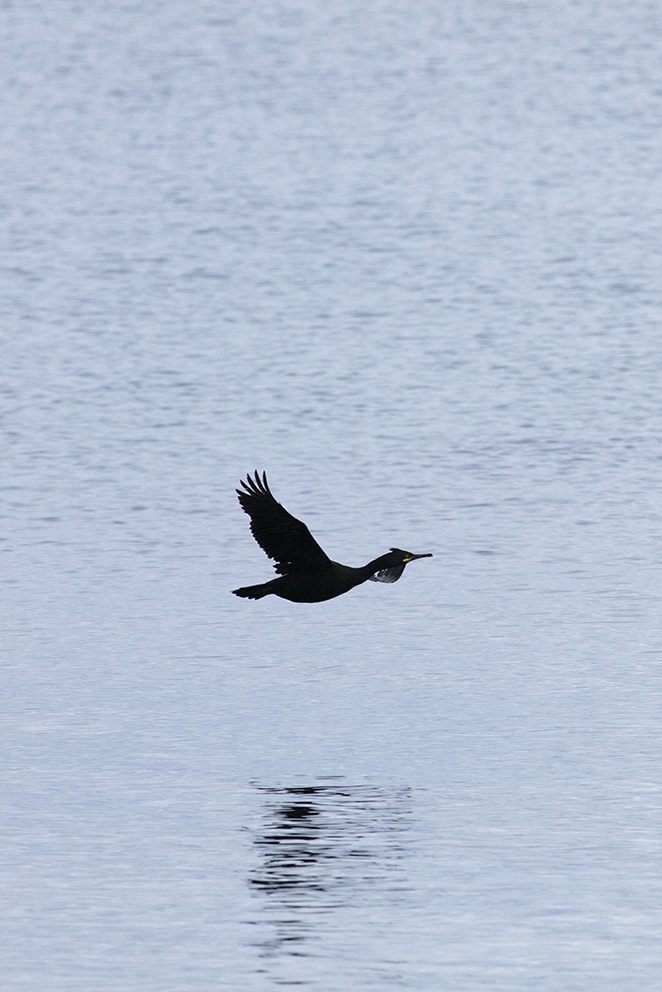 Shag on the shoreline