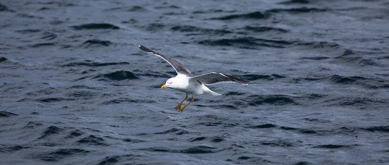 Blackback gull