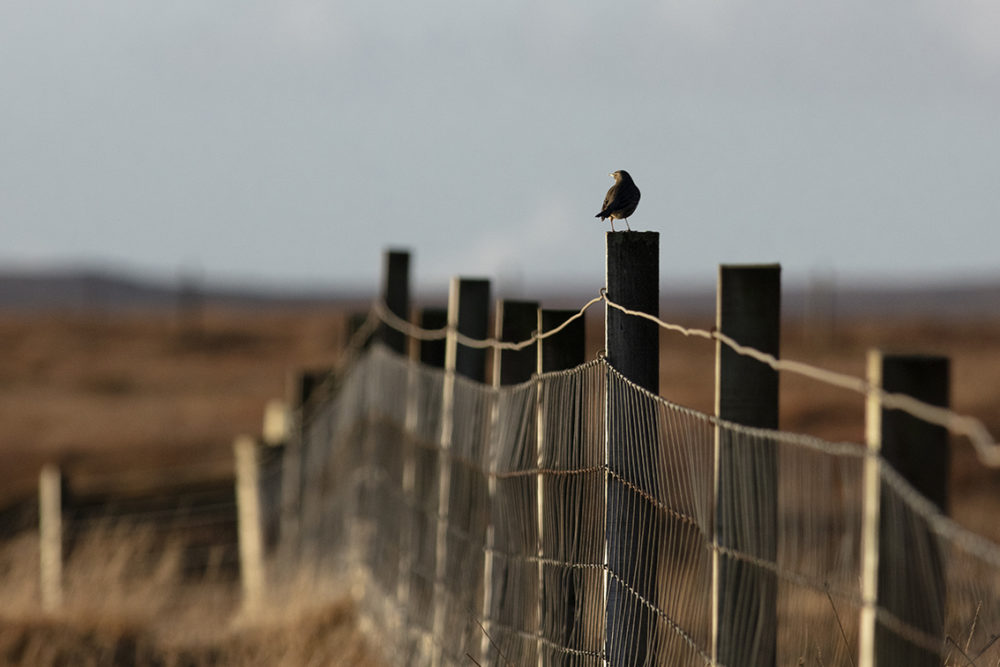 Croft in sunlight
