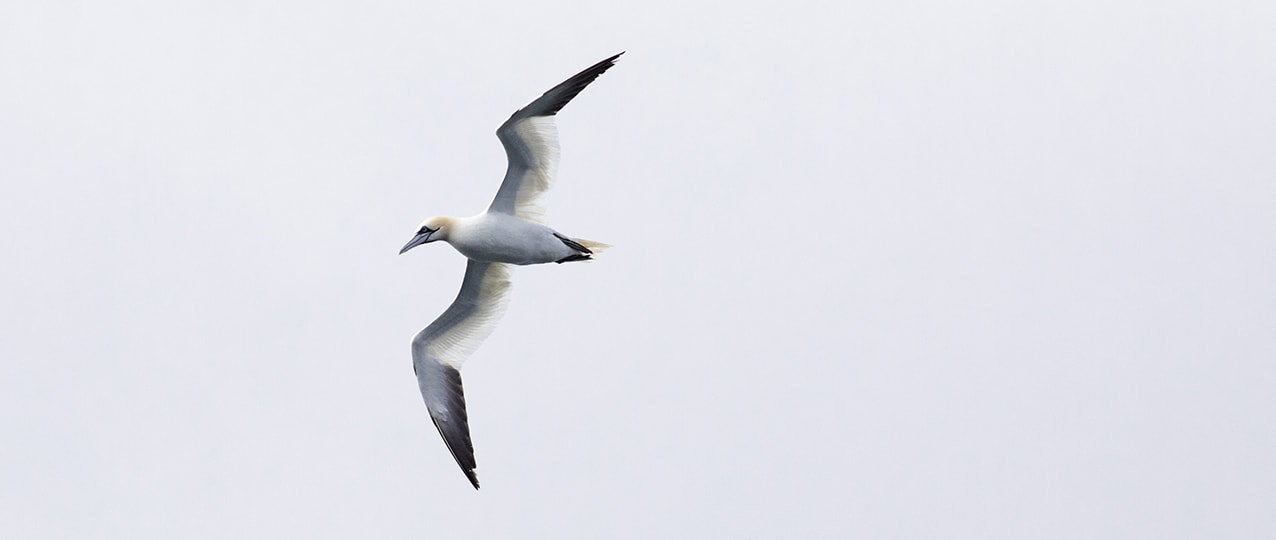 Gannet on the wing