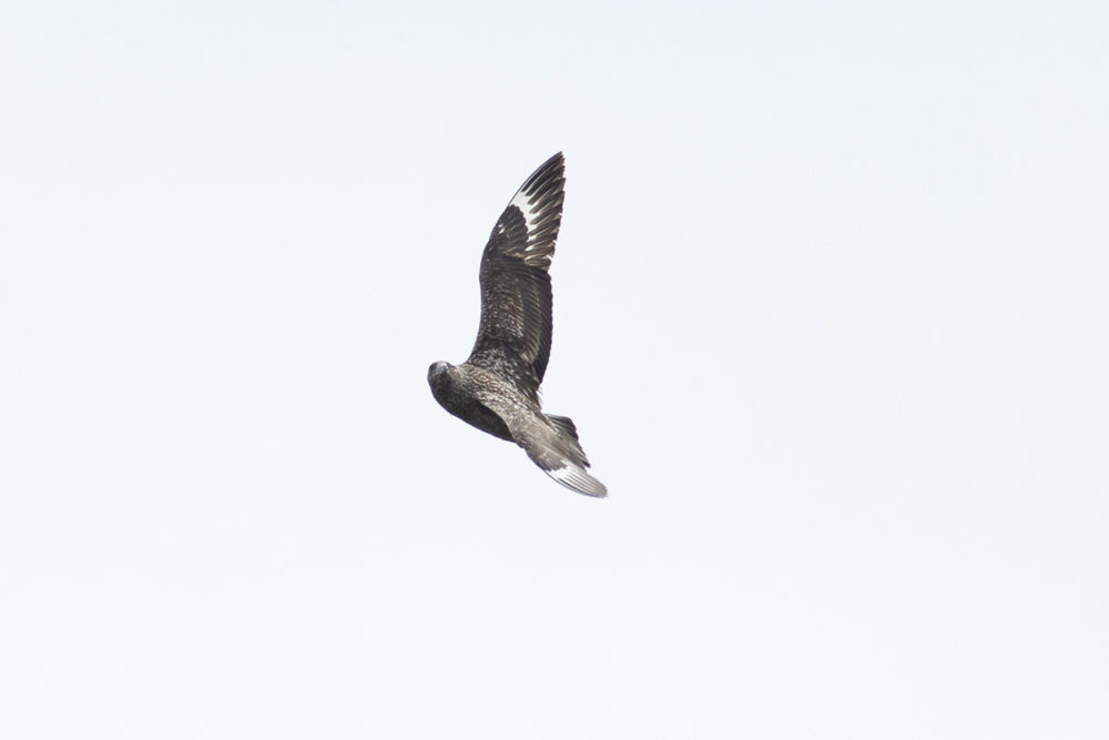 Skua on the wing