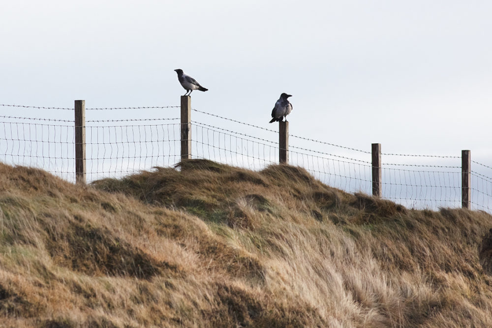 Hooded crows on the croft