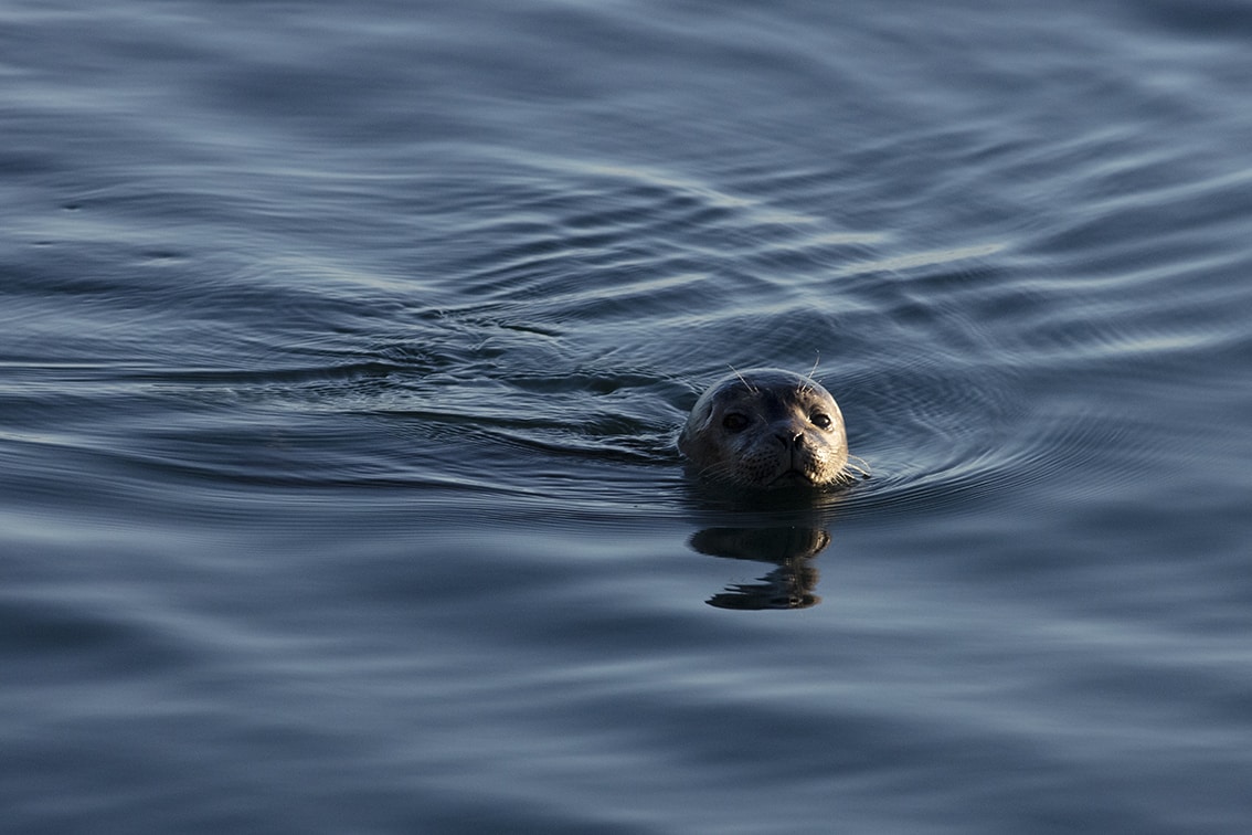 Young seal on the shoreline