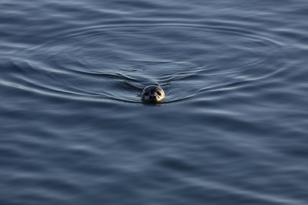 Young seal on the shoreline