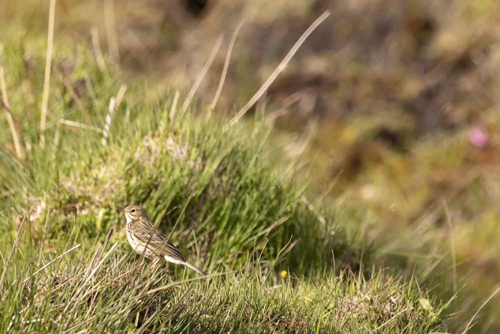 Croft wildlife