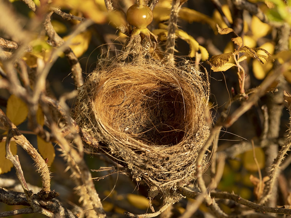 Cow hair lined nest