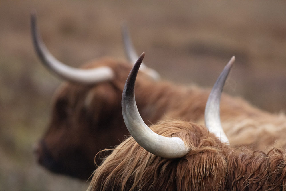 Highland cows