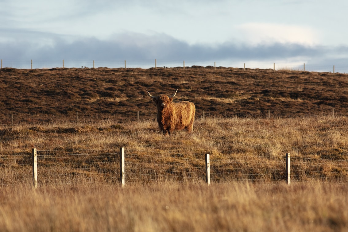 Highland cows