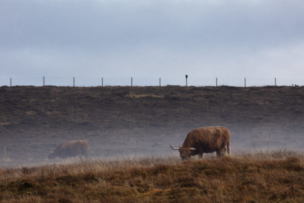Highland cows