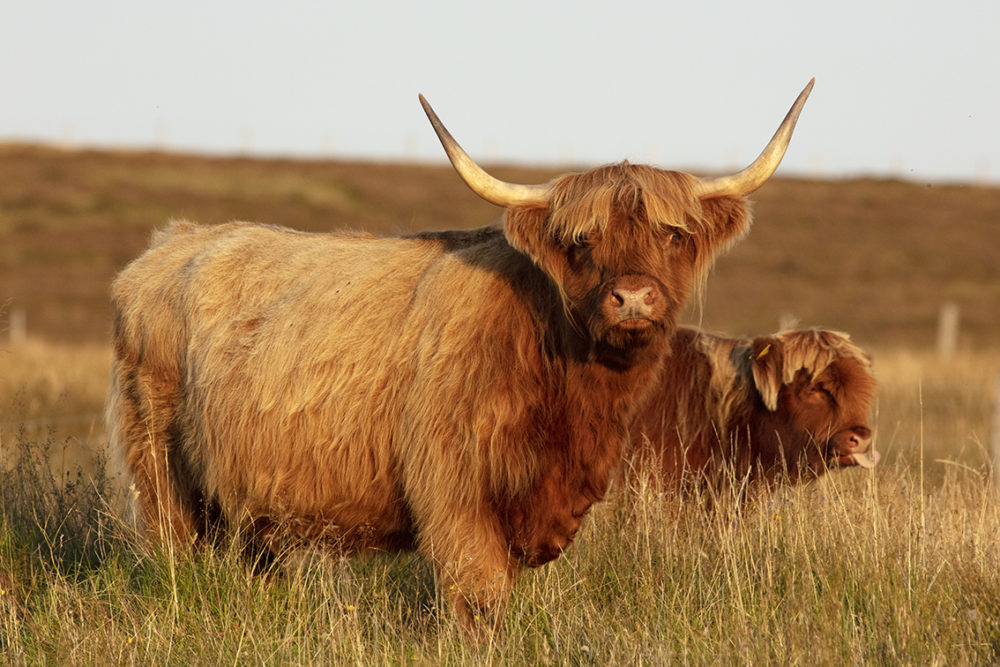 Highland cows