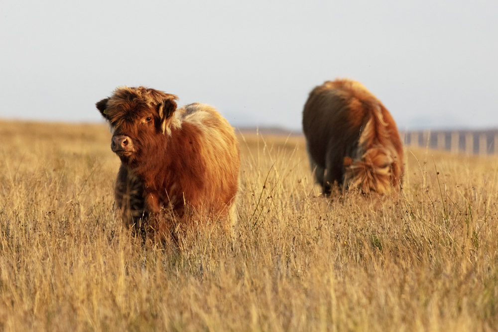 Highland cows