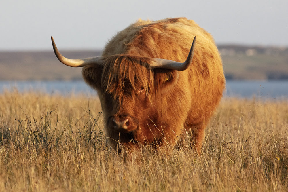 Highland cows