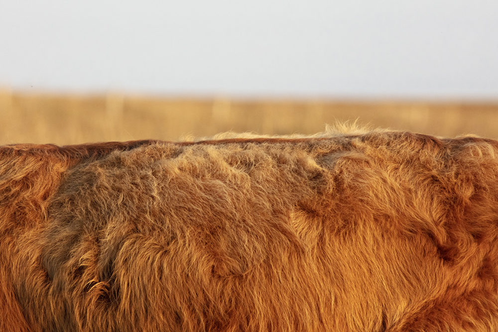 Highland cows