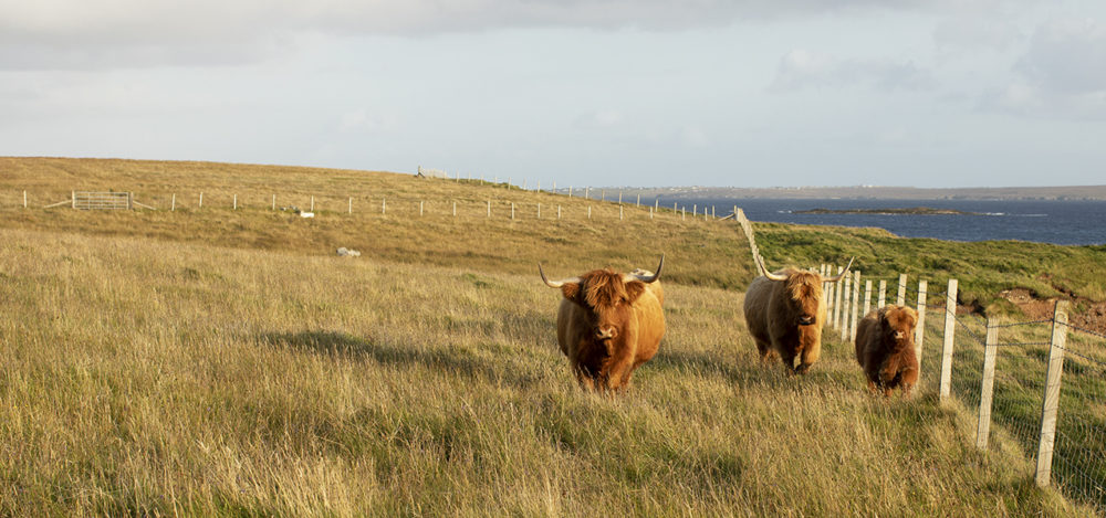 Highland cows